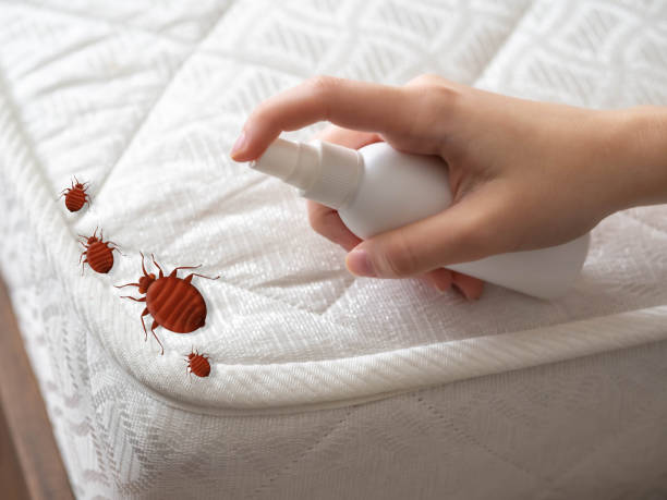 Reliable Hurlburt Field, FL Pest Control Solutions